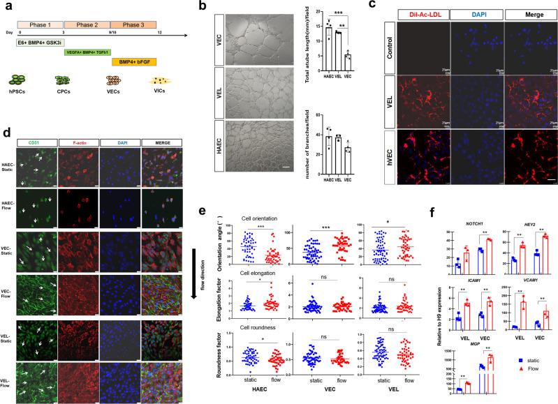 https://cdn.ncbi.nlm.nih.gov/pmc/blobs/84b5/8421482/6ecc2baf4205/42003_2021_2571_Fig6_HTML.jpg