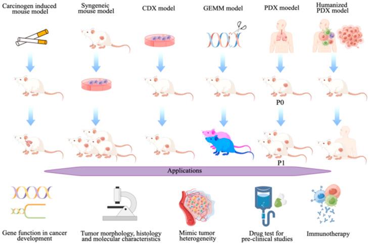 https://cdn.ncbi.nlm.nih.gov/pmc/blobs/84b6/11718887/1aa09d1eea6e/cancers-17-00022-g002.jpg
