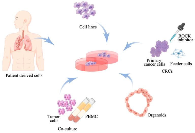 https://cdn.ncbi.nlm.nih.gov/pmc/blobs/84b6/11718887/a0c4975c2ee0/cancers-17-00022-g001.jpg