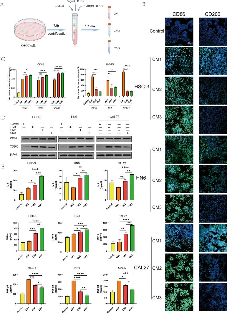 https://cdn.ncbi.nlm.nih.gov/pmc/blobs/84b8/12410381/92d0fc8a3dee/IJN-20-10667-g0004.jpg