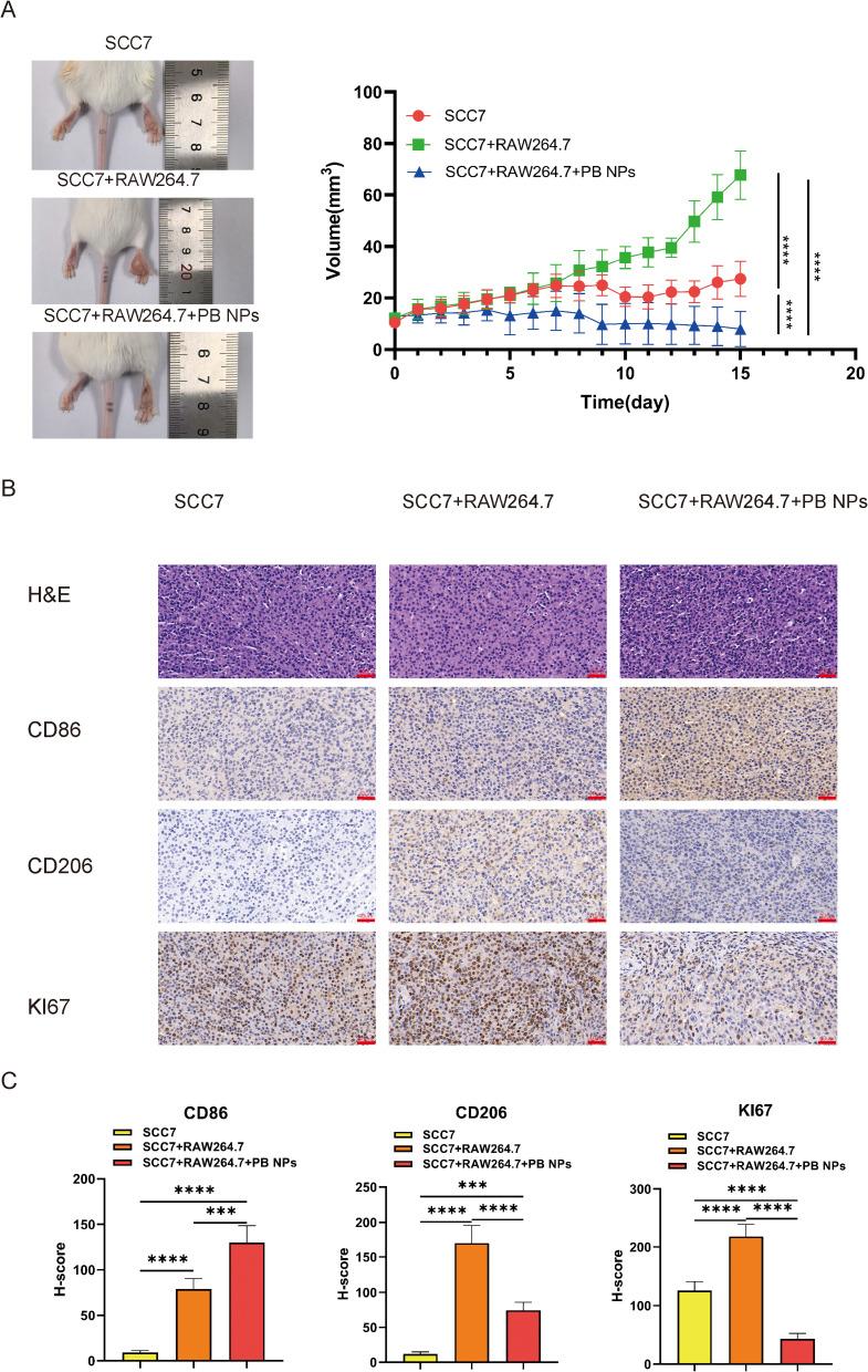 https://cdn.ncbi.nlm.nih.gov/pmc/blobs/84b8/12410381/b43e4ba16a83/IJN-20-10667-g0006.jpg