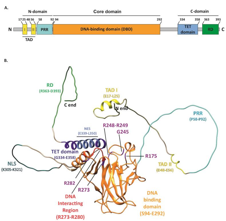 https://cdn.ncbi.nlm.nih.gov/pmc/blobs/84b9/9654280/b7e6bc3cbcf9/ijms-23-13287-g001.jpg