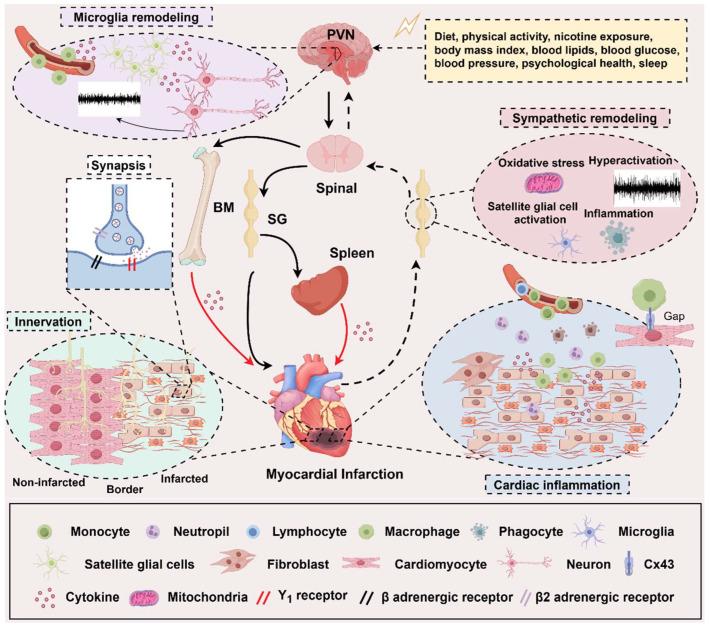 https://cdn.ncbi.nlm.nih.gov/pmc/blobs/84bf/12189811/6c776f3f16b1/biomedicines-13-01290-g003.jpg
