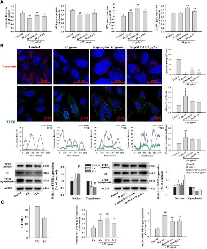 https://cdn.ncbi.nlm.nih.gov/pmc/blobs/84c0/8120110/12a3c23a5532/fphar-12-666903-g008.jpg