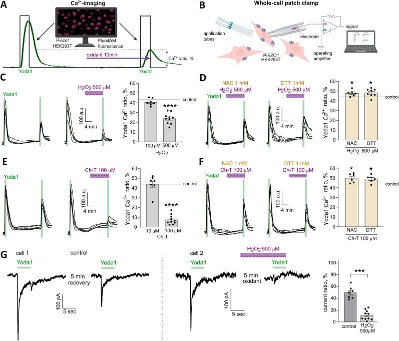 https://cdn.ncbi.nlm.nih.gov/pmc/blobs/84c8/12355560/52cb926b0b42/gr2.jpg