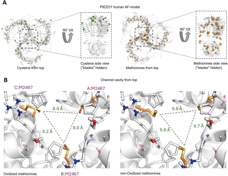 https://cdn.ncbi.nlm.nih.gov/pmc/blobs/84c8/12355560/832b023f18aa/gr5.jpg
