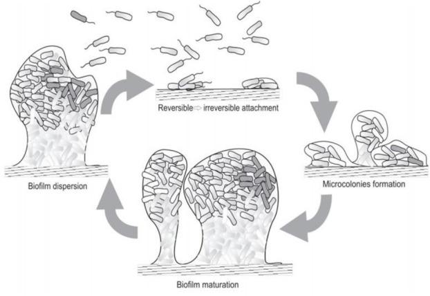 https://cdn.ncbi.nlm.nih.gov/pmc/blobs/84c9/9480886/b86b750653d7/AJID-16-59-g001.jpg