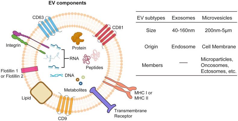 https://cdn.ncbi.nlm.nih.gov/pmc/blobs/84cb/11219812/69d7a5188ce3/fimmu-15-1362120-g002.jpg