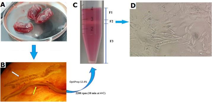 https://cdn.ncbi.nlm.nih.gov/pmc/blobs/84cd/12198741/0afc0953d93a/BCN-15-617-g001.jpg