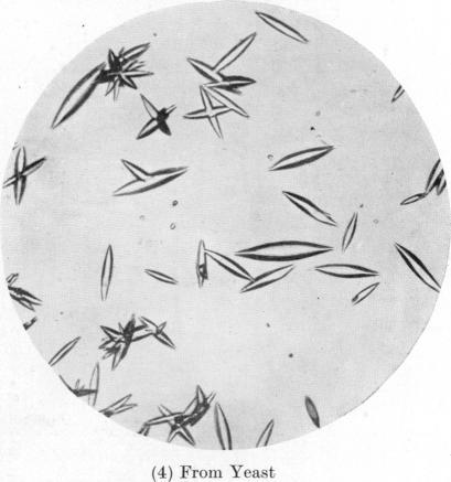 https://cdn.ncbi.nlm.nih.gov/pmc/blobs/84ce/1259515/3e03dab695c9/biochemj01159-0081-d.jpg