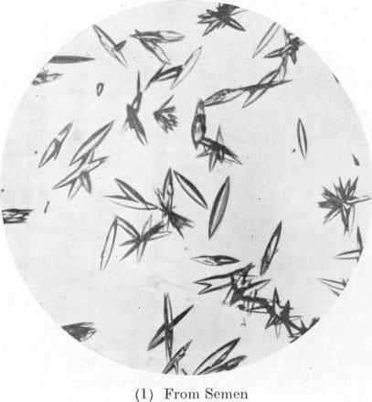 https://cdn.ncbi.nlm.nih.gov/pmc/blobs/84ce/1259515/8701099ff8a1/biochemj01159-0081-a.jpg