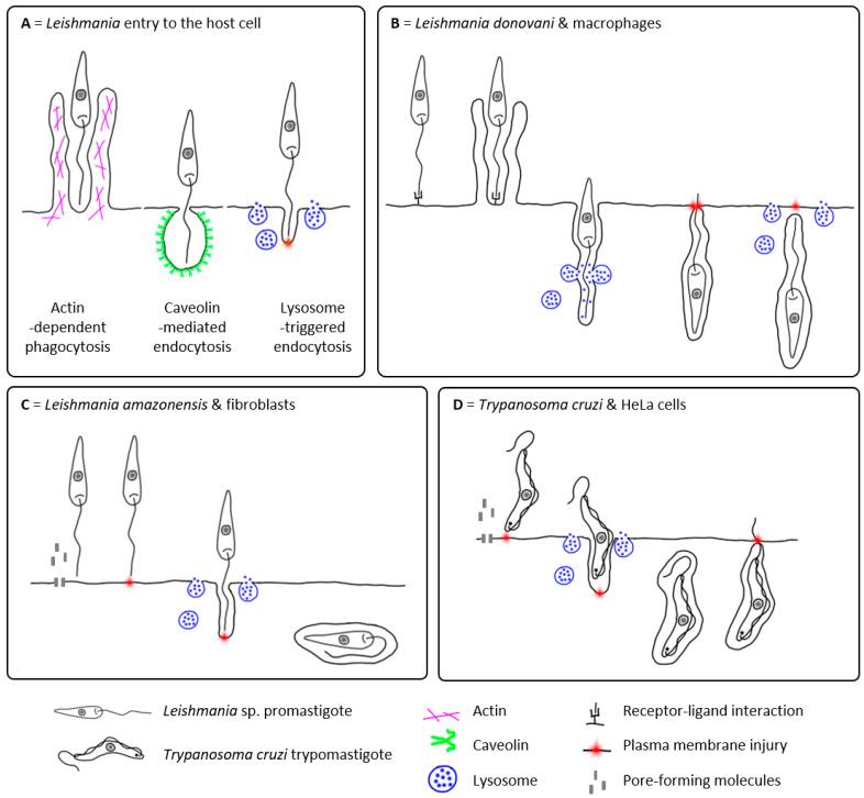 https://cdn.ncbi.nlm.nih.gov/pmc/blobs/84cf/9967396/9d50f146d93a/pathogens-12-00246-g001.jpg