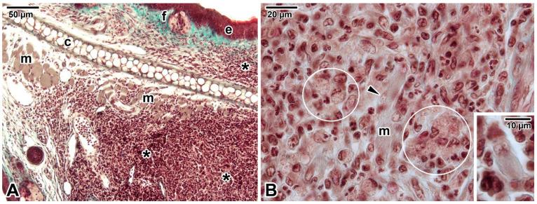 https://cdn.ncbi.nlm.nih.gov/pmc/blobs/84cf/9967396/ae1ba8e679e1/pathogens-12-00246-g002.jpg