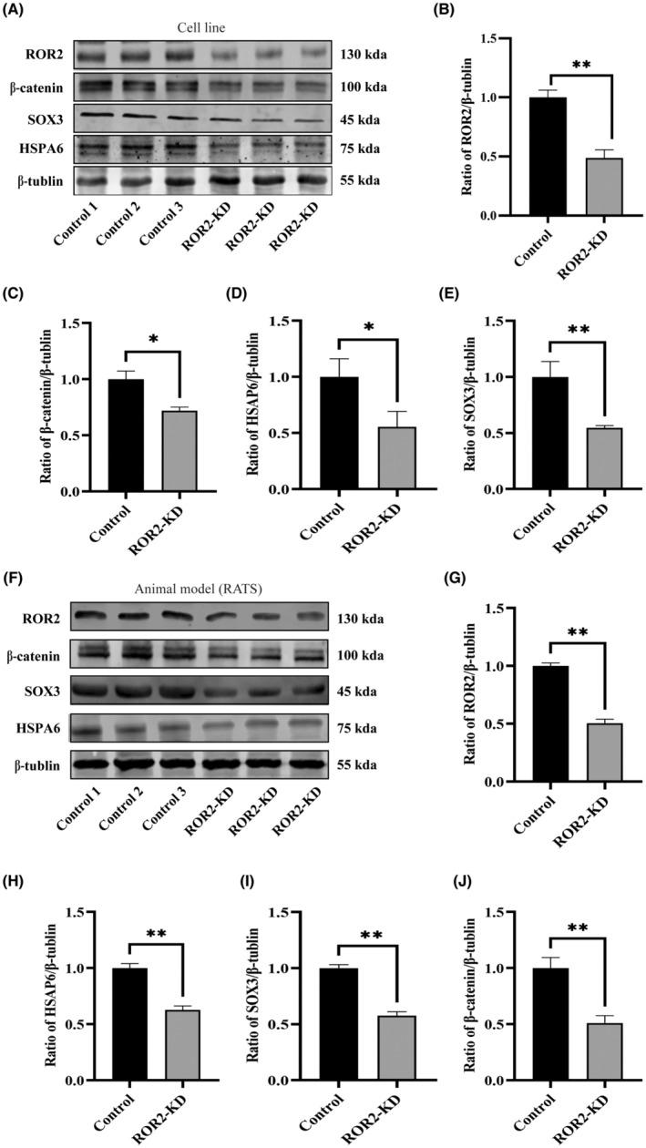 https://cdn.ncbi.nlm.nih.gov/pmc/blobs/84d1/10660643/27d59010bd1e/JCMM-27-3539-g005.jpg