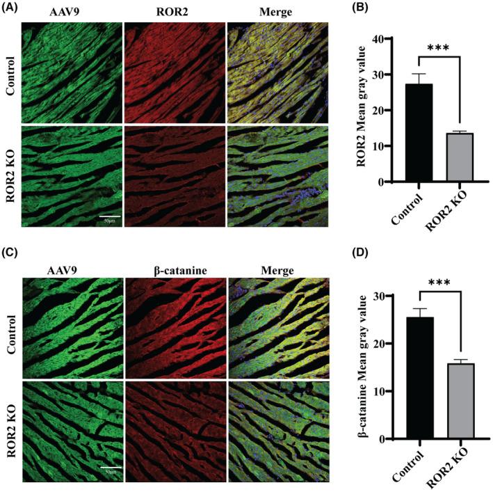 https://cdn.ncbi.nlm.nih.gov/pmc/blobs/84d1/10660643/aa2b666087bc/JCMM-27-3539-g006.jpg