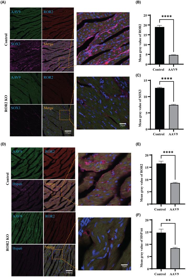 https://cdn.ncbi.nlm.nih.gov/pmc/blobs/84d1/10660643/caed4b20172d/JCMM-27-3539-g001.jpg