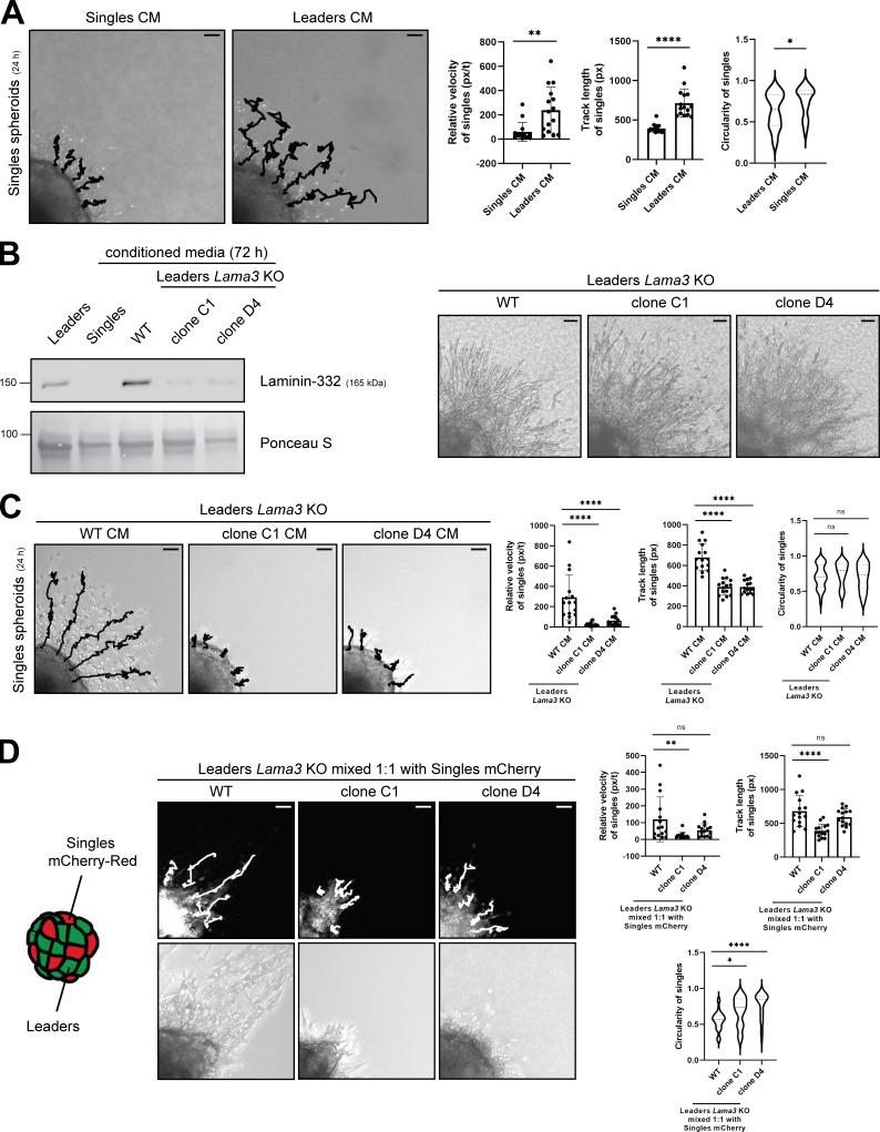 https://cdn.ncbi.nlm.nih.gov/pmc/blobs/84d1/10982113/208b7ed35c62/JCB_202308080_Fig4.jpg