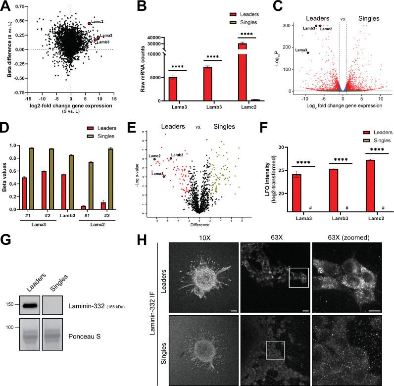 https://cdn.ncbi.nlm.nih.gov/pmc/blobs/84d1/10982113/4aa062ba7a8b/JCB_202308080_Fig3.jpg