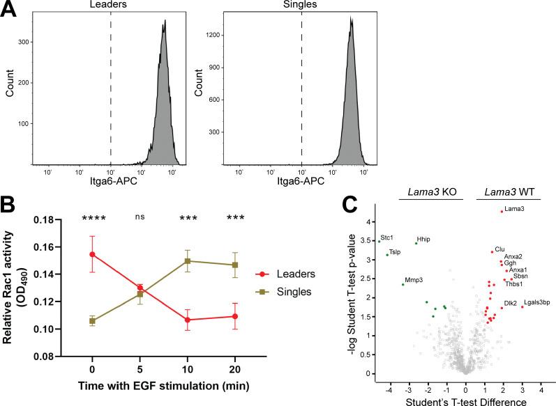 https://cdn.ncbi.nlm.nih.gov/pmc/blobs/84d1/10982113/51acb3430ac0/JCB_202308080_FigS4.jpg