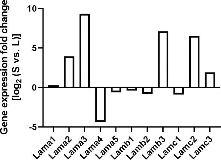 https://cdn.ncbi.nlm.nih.gov/pmc/blobs/84d1/10982113/63a1c4d30a75/JCB_202308080_FigS2.jpg