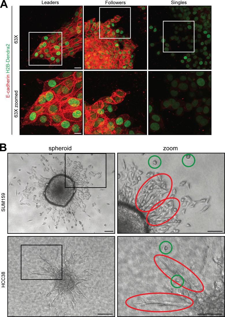 https://cdn.ncbi.nlm.nih.gov/pmc/blobs/84d1/10982113/f408fd1b3cd7/JCB_202308080_FigS1.jpg