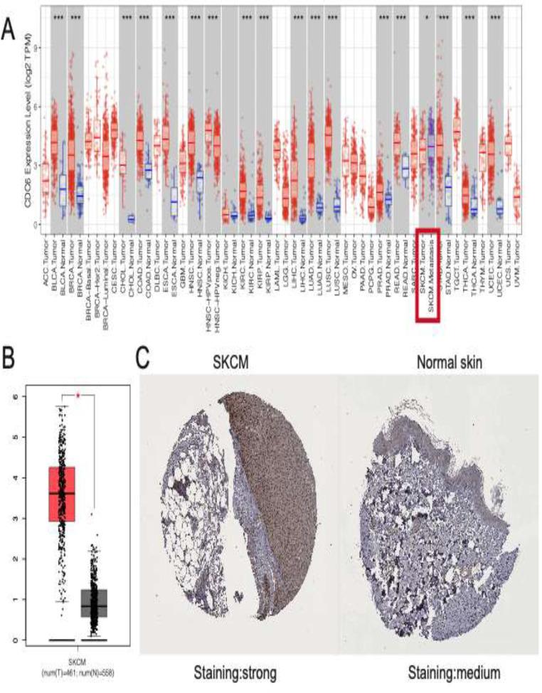 https://cdn.ncbi.nlm.nih.gov/pmc/blobs/84d2/11272740/7369ea0bf497/432_2024_5851_Fig5_HTML.jpg