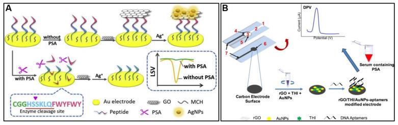 https://cdn.ncbi.nlm.nih.gov/pmc/blobs/84d5/10536827/bbdb3a2b834e/molecules-28-06719-g007.jpg