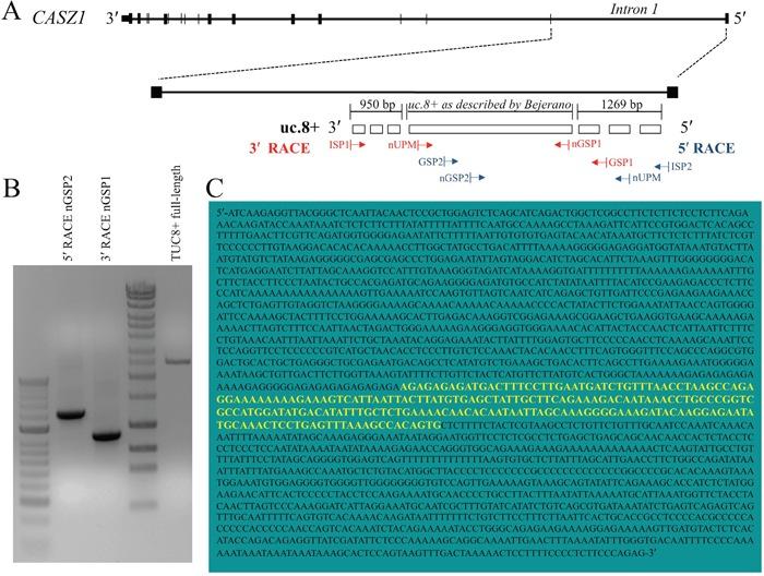 https://cdn.ncbi.nlm.nih.gov/pmc/blobs/84d5/4991481/9250562172c1/oncotarget-07-20636-g005.jpg