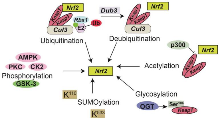 https://cdn.ncbi.nlm.nih.gov/pmc/blobs/84d7/10525889/ed6c1771e503/antioxidants-12-01728-g001.jpg