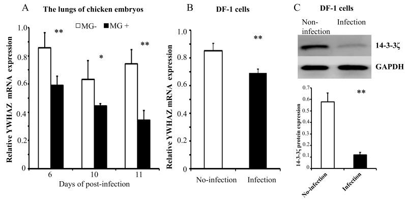 https://cdn.ncbi.nlm.nih.gov/pmc/blobs/84d7/5979595/041fa19d6d04/ijms-19-01191-g005.jpg
