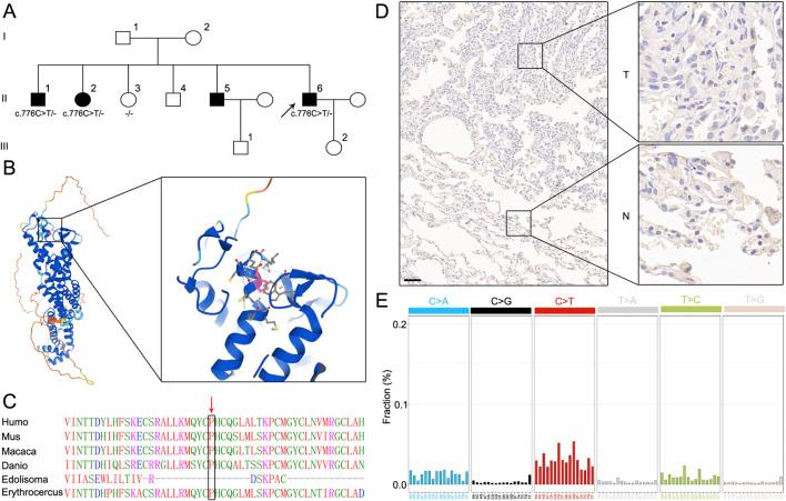 https://cdn.ncbi.nlm.nih.gov/pmc/blobs/84d9/12062016/384968352887/fgene-16-1582504-g001.jpg