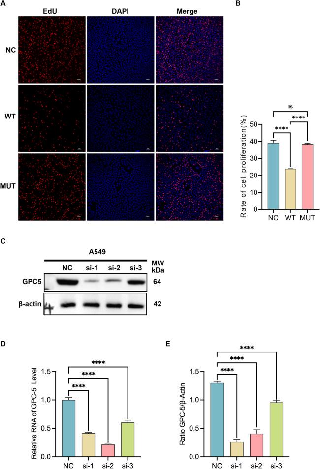 https://cdn.ncbi.nlm.nih.gov/pmc/blobs/84d9/12062016/f77c26830a41/fgene-16-1582504-g003.jpg