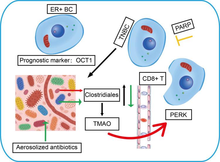 https://cdn.ncbi.nlm.nih.gov/pmc/blobs/84d9/12239926/f26854c94d0e/JIR-18-8851-g0004.jpg