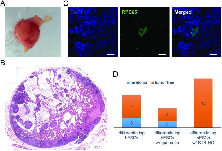 https://cdn.ncbi.nlm.nih.gov/pmc/blobs/84d9/4823064/4bd6acaa579a/oncotarget-07-2684-g004.jpg