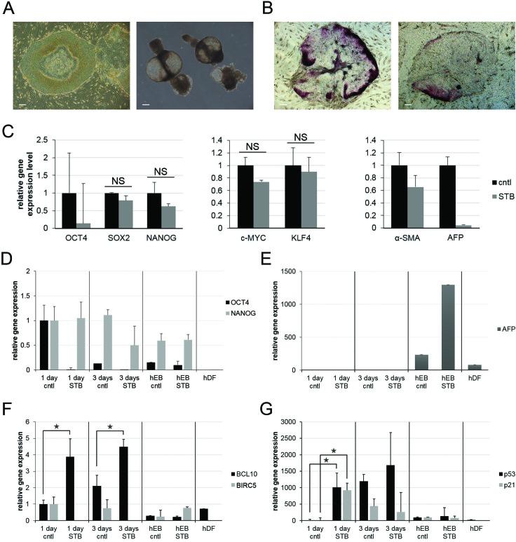 https://cdn.ncbi.nlm.nih.gov/pmc/blobs/84d9/4823064/89208cd66268/oncotarget-07-2684-g001.jpg