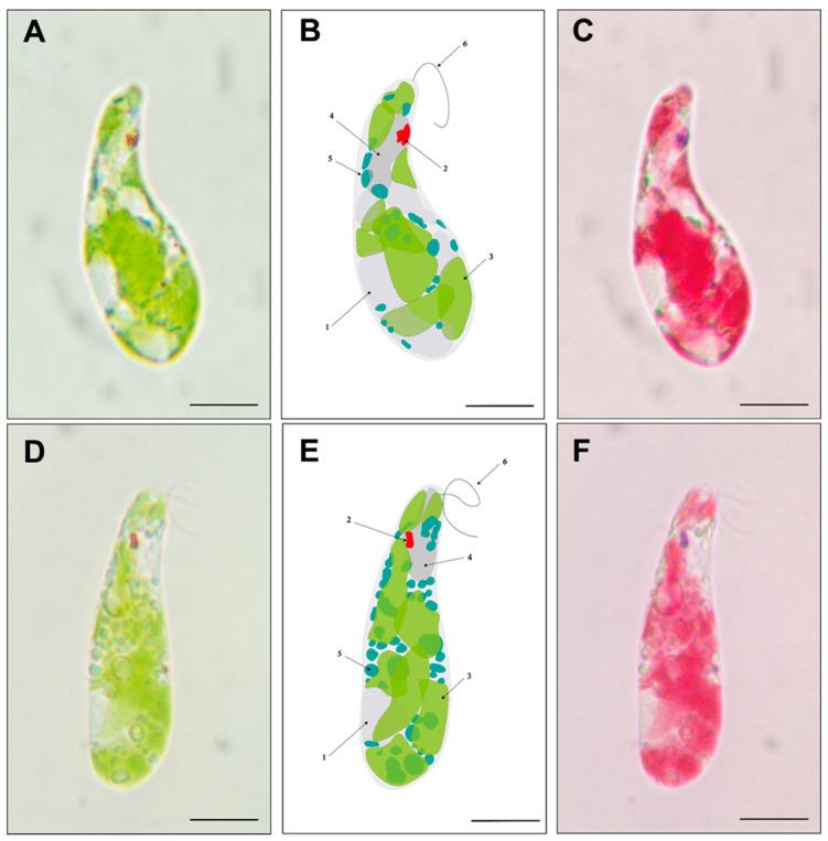 https://cdn.ncbi.nlm.nih.gov/pmc/blobs/84da/12292246/2678f2146d2a/bioengineering-12-00763-g006.jpg