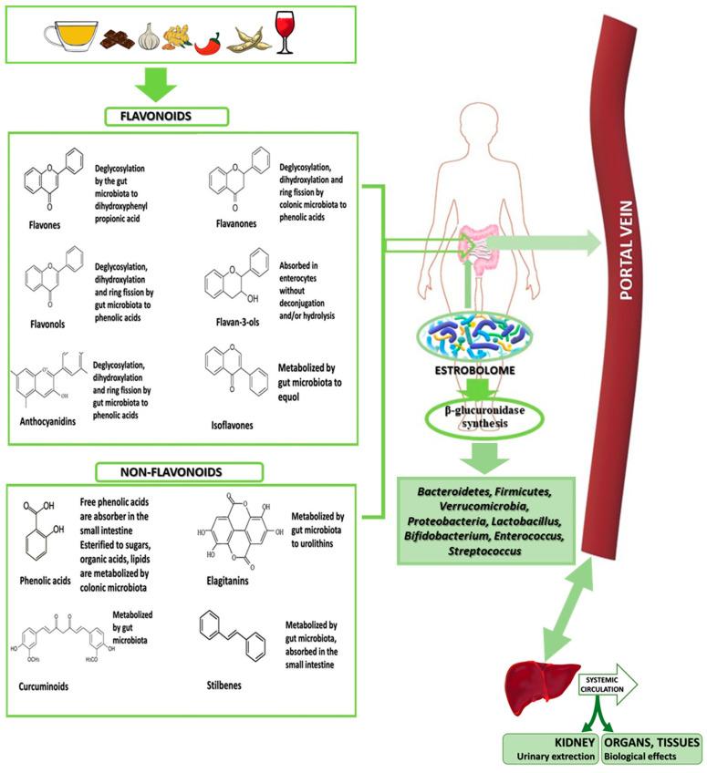 https://cdn.ncbi.nlm.nih.gov/pmc/blobs/84dc/10933800/97ee29d03c53/nutrients-16-00681-g003.jpg