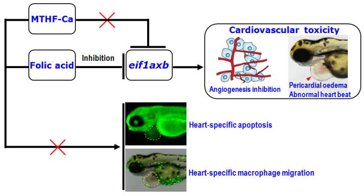 https://cdn.ncbi.nlm.nih.gov/pmc/blobs/84dc/9777352/5a151aaad861/cells-11-03946-g006.jpg