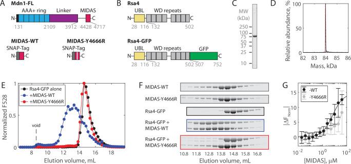 https://cdn.ncbi.nlm.nih.gov/pmc/blobs/84e4/8837202/7964dac609cf/elife-73534-fig1.jpg