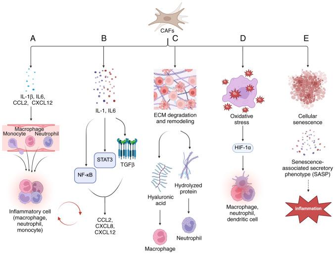 https://cdn.ncbi.nlm.nih.gov/pmc/blobs/84e5/12183503/fe23d8d92f19/or-54-02-08926-g00.jpg