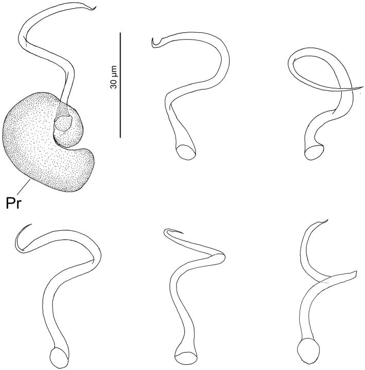https://cdn.ncbi.nlm.nih.gov/pmc/blobs/84eb/6160863/0419adba2222/zookeys-783-125-g002.jpg