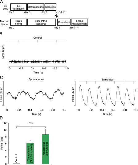 https://cdn.ncbi.nlm.nih.gov/pmc/blobs/84ed/2118112/017dc1798843/jem2032315f08.jpg