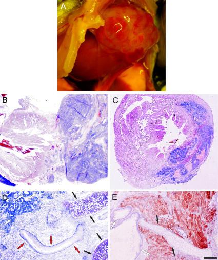 https://cdn.ncbi.nlm.nih.gov/pmc/blobs/84ed/2118112/261cefe4a0a4/jem2032315f02.jpg