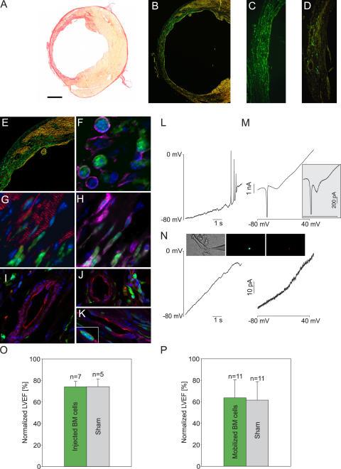 https://cdn.ncbi.nlm.nih.gov/pmc/blobs/84ed/2118112/48891dd2c41a/jem2032315f01.jpg