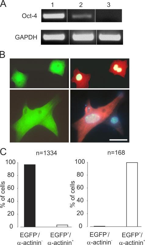 https://cdn.ncbi.nlm.nih.gov/pmc/blobs/84ed/2118112/7d99ee99611a/jem2032315f04.jpg