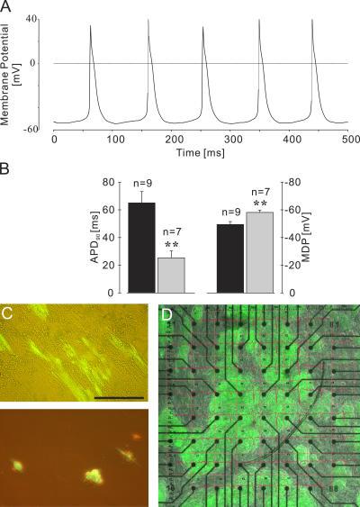 https://cdn.ncbi.nlm.nih.gov/pmc/blobs/84ed/2118112/c3c9fe198e70/jem2032315f05.jpg