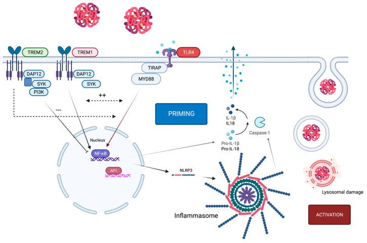 https://cdn.ncbi.nlm.nih.gov/pmc/blobs/84ed/9603851/0533b962d0c7/ijms-23-12618-g002.jpg