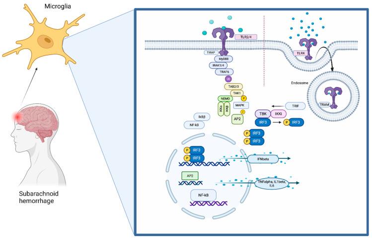 https://cdn.ncbi.nlm.nih.gov/pmc/blobs/84ed/9603851/21f15c10246f/ijms-23-12618-g001.jpg