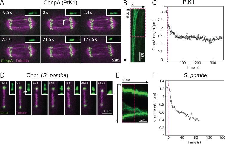 https://cdn.ncbi.nlm.nih.gov/pmc/blobs/84ee/4810299/9030e1cb3e93/JCB_201506011_Fig2.jpg