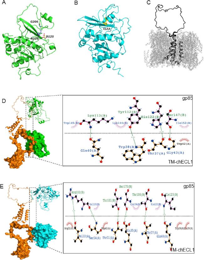 https://cdn.ncbi.nlm.nih.gov/pmc/blobs/84ef/10878525/dbddd0adc139/ppat.1011928.g004.jpg